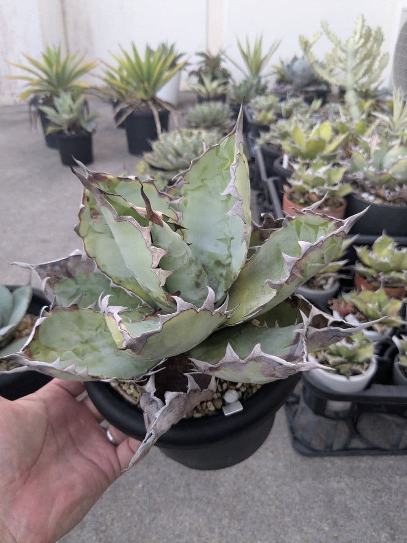 アガベ　チタノタ　ブラック＆ブルー