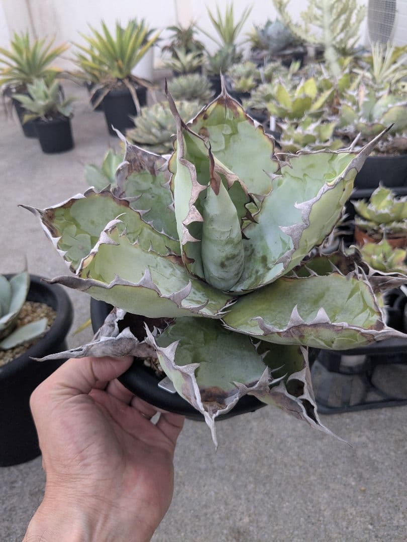 アガベ　チタノタ　ブラック＆ブルー