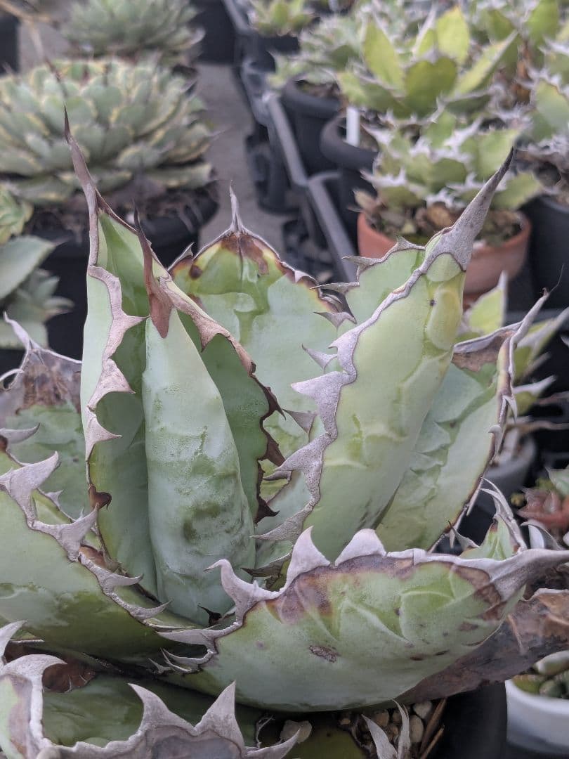 アガベ　チタノタ　ブラック＆ブルー