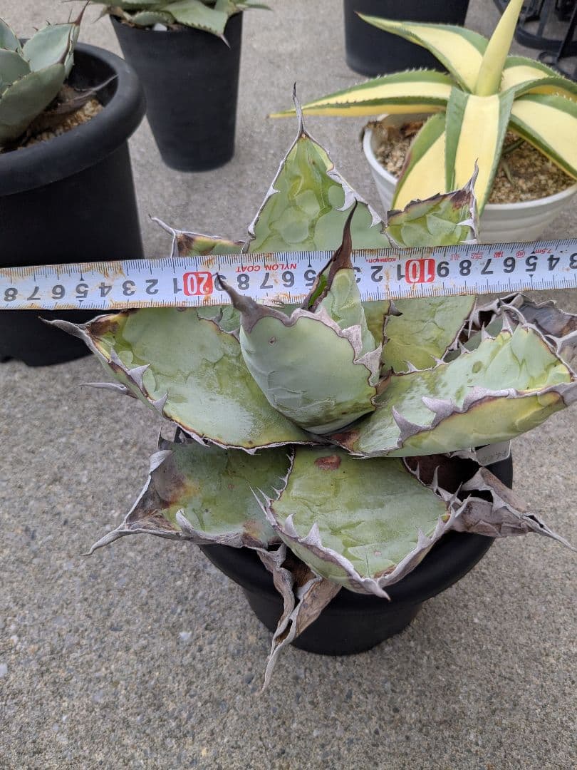 アガベ　チタノタ　ブラック＆ブルー