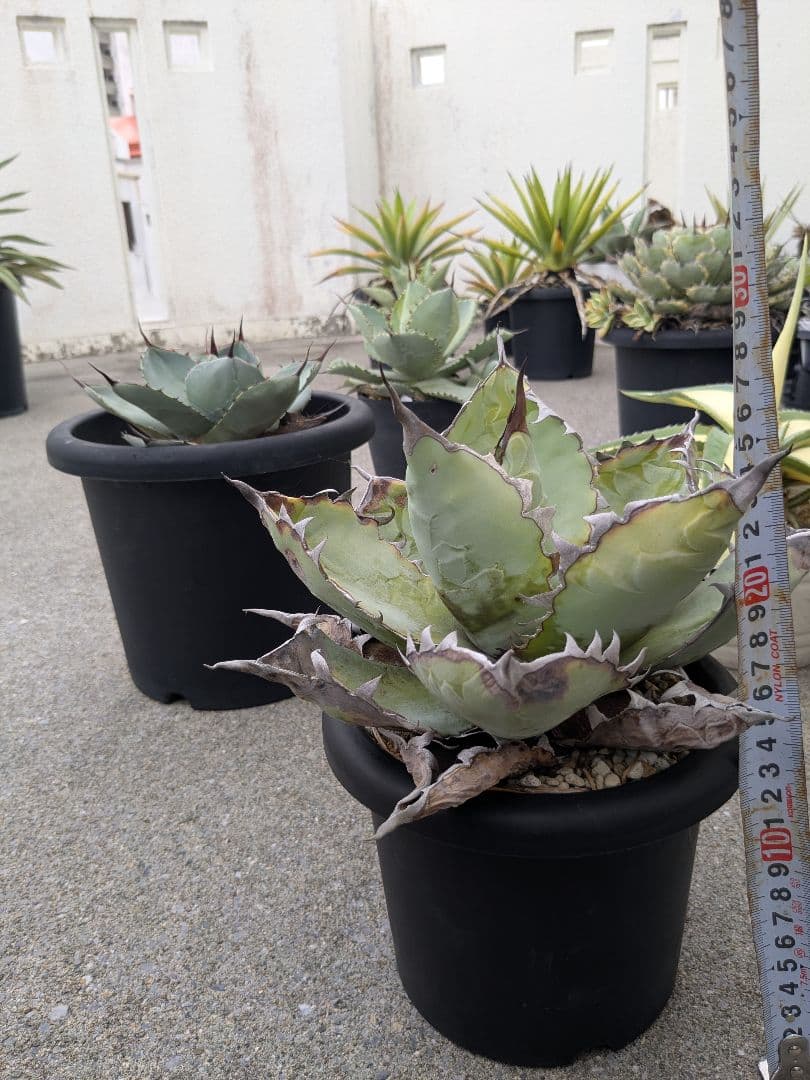 アガベ　チタノタ　ブラック＆ブルー