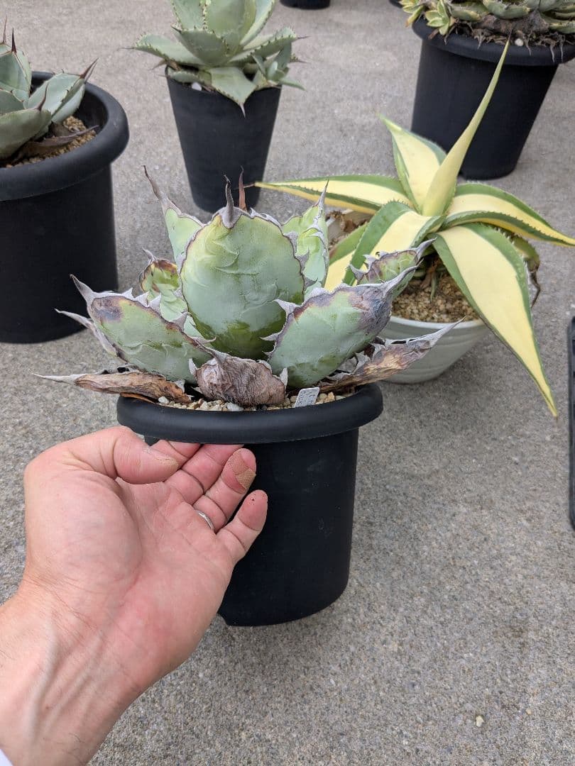 アガベ　チタノタ　ブラック＆ブルー