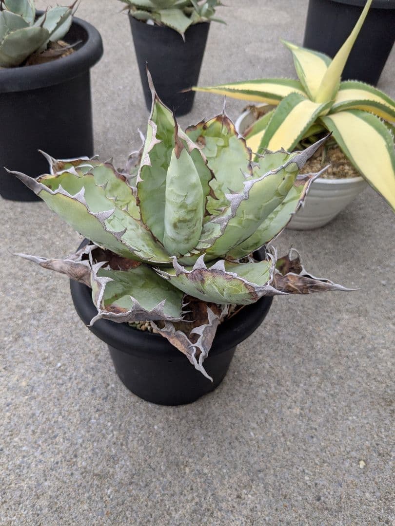 アガベ　チタノタ　ブラック＆ブルー