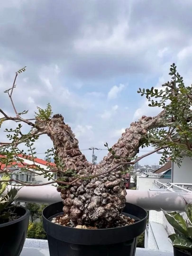 オペルクリカリア パキプス　Operculicarya pachypus