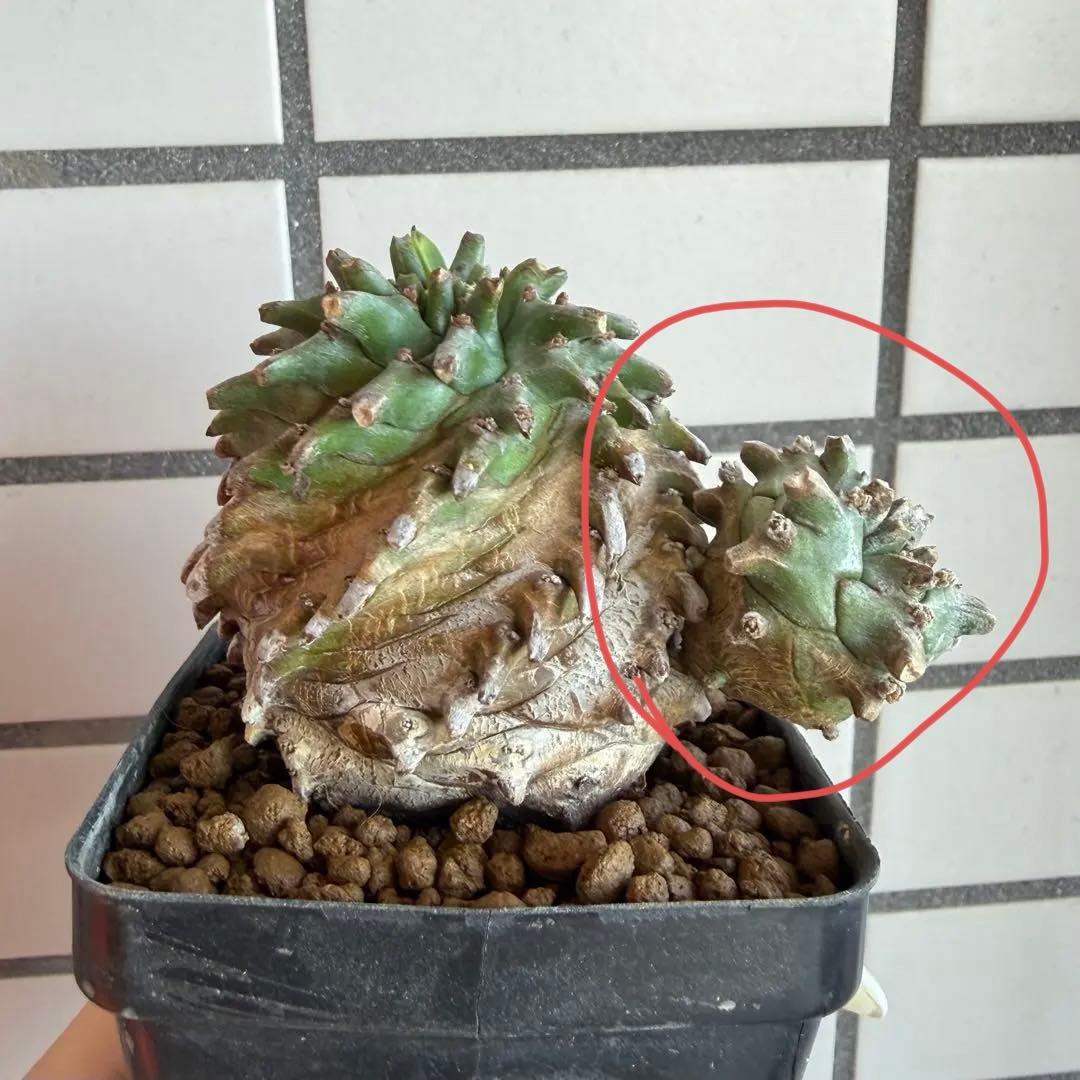 ユーフォルビア オベサ×鉄甲丸 オベサ鉄甲 オベ鉄 子株付き