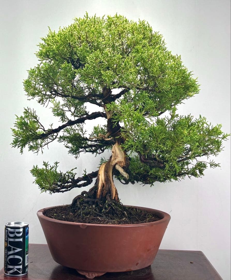 盆*人様 真柏盆栽♧