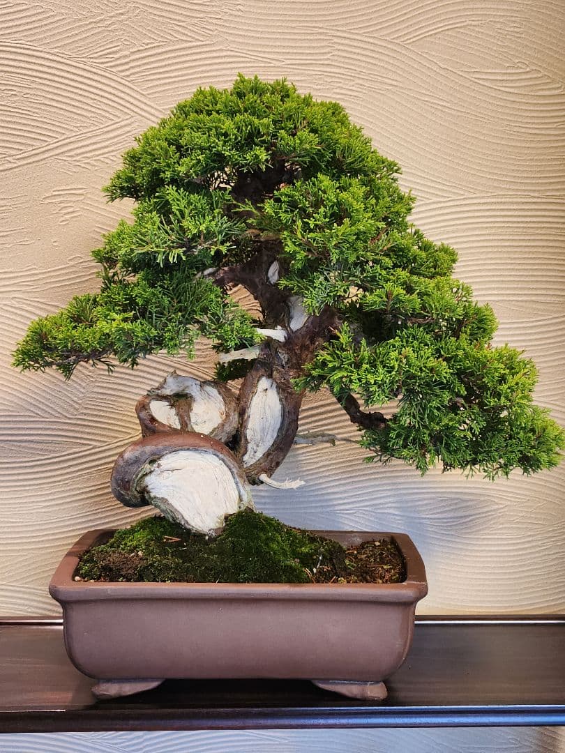 盆栽　真柏　盆栽鉢　植物