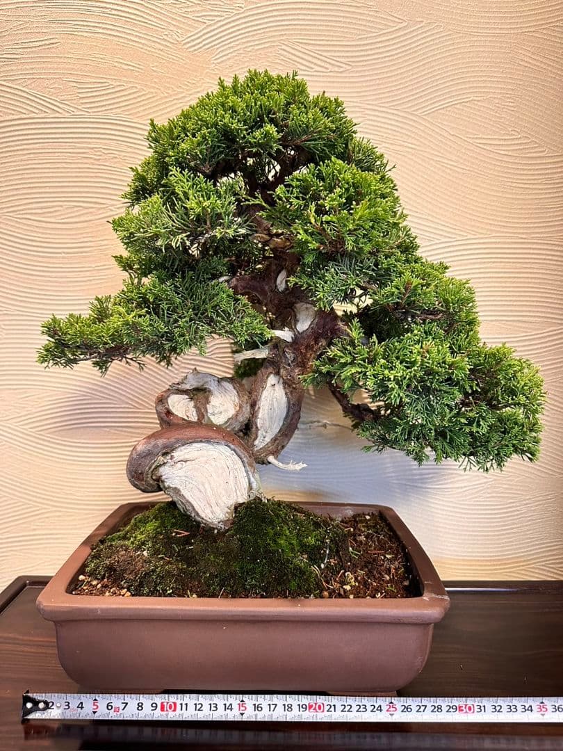 盆栽　真柏　盆栽鉢　植物