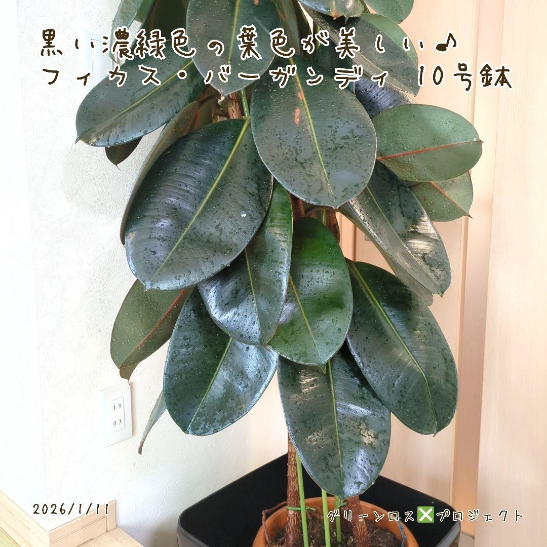 【B級品/大型観葉植物】黒濃緑色の葉色が美しい♪フィカス・バーガンディ 10号鉢