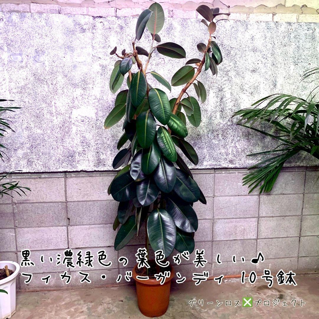【B級品/大型観葉植物】黒濃緑色の葉色が美しい♪フィカス・バーガンディ 10号鉢
