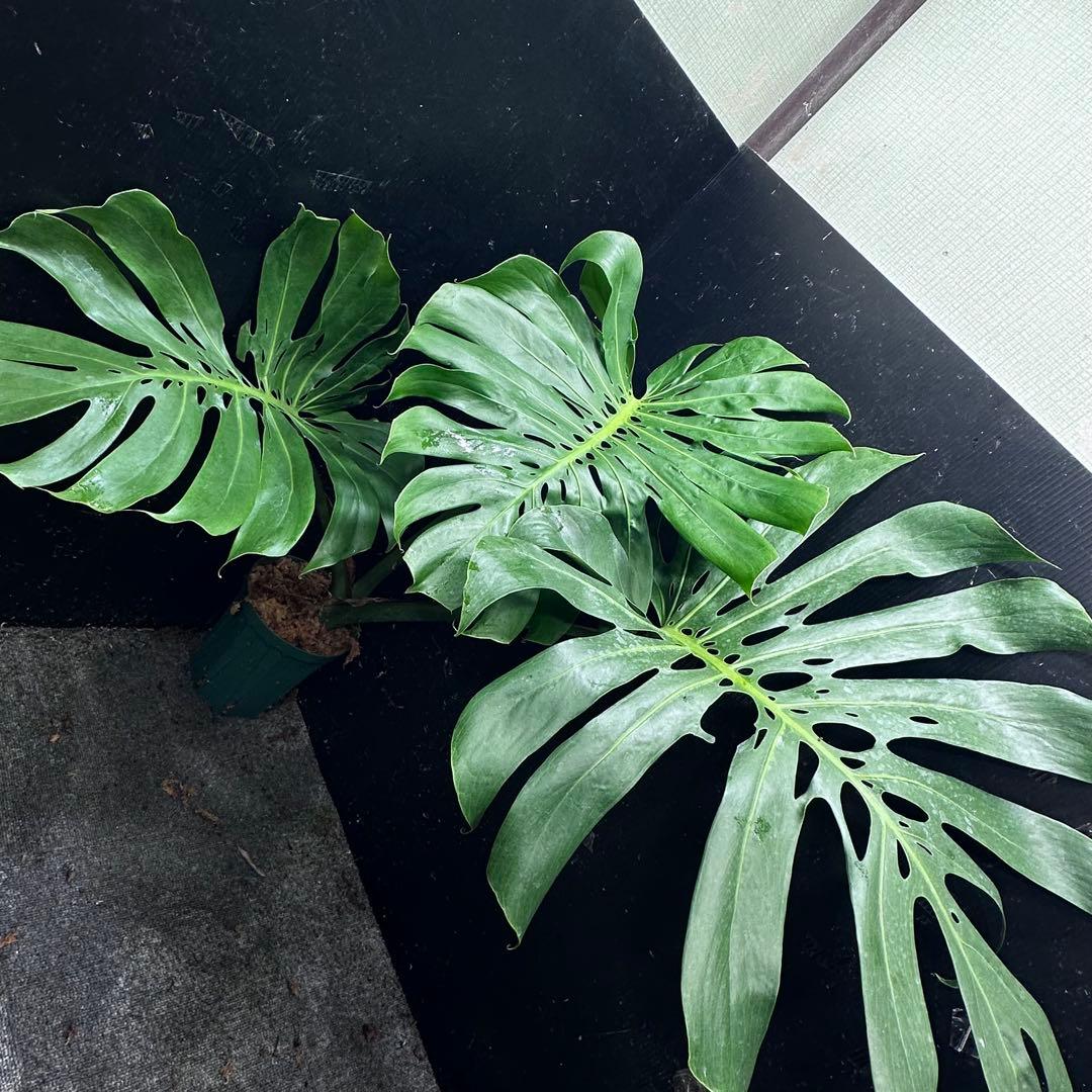 モンステラデリシオーサマクロコズム大型葉希少系統鉢植え高さ79㎝超大株