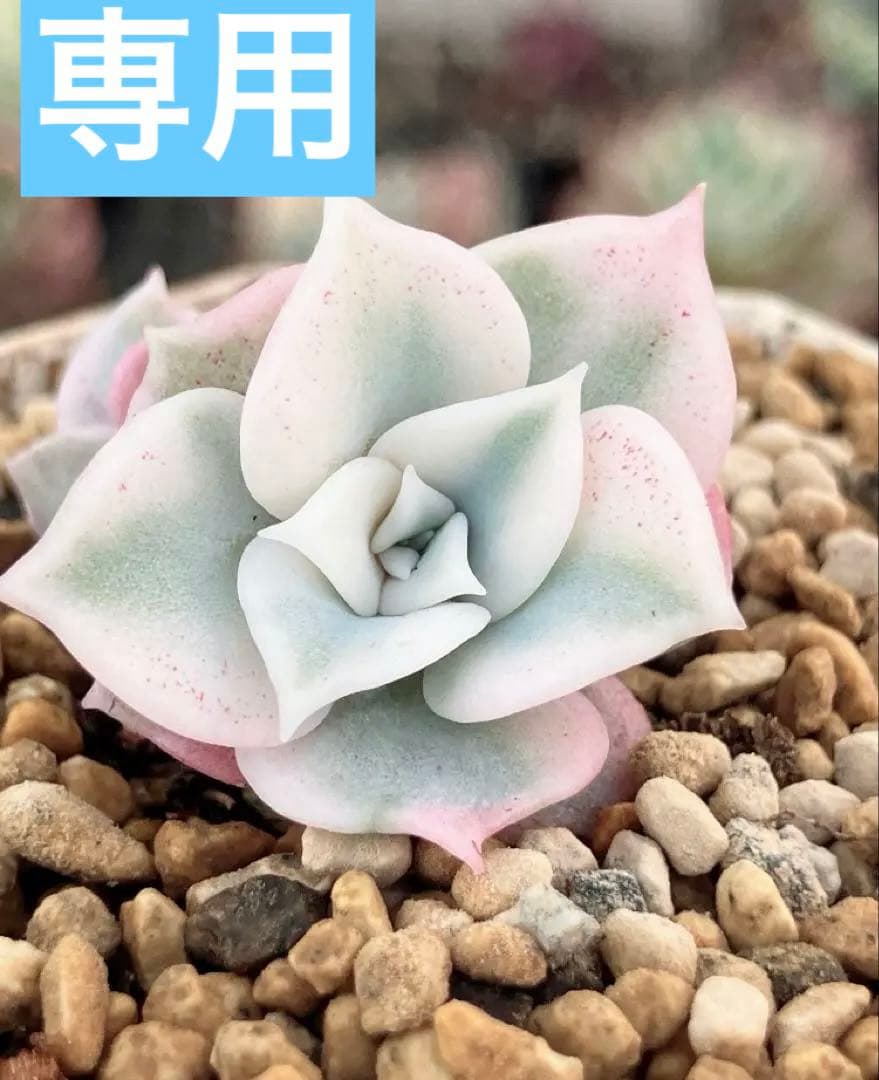 多肉植物　摘芯株　リラシナ錦&リヤド錦&ブルーメタル錦&フラメンコ錦他