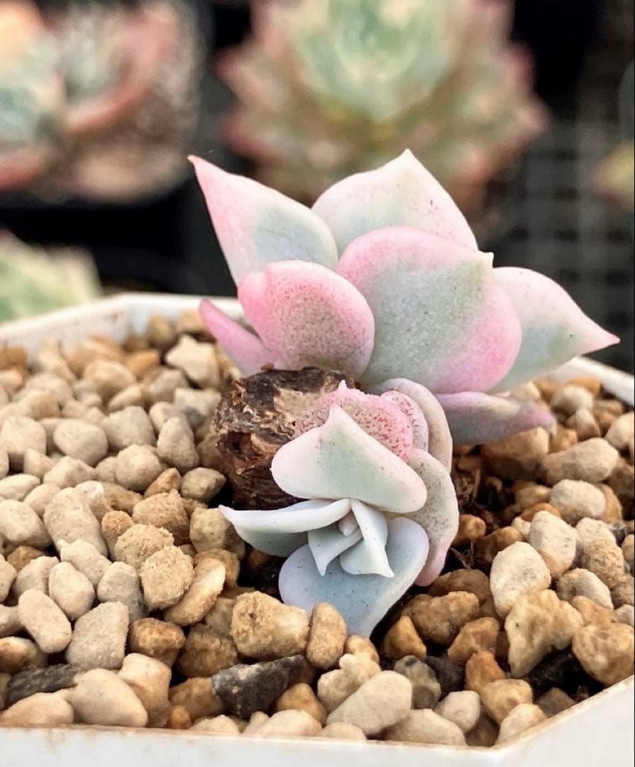 多肉植物　摘芯株　リラシナ錦&リヤド錦&ブルーメタル錦&フラメンコ錦他