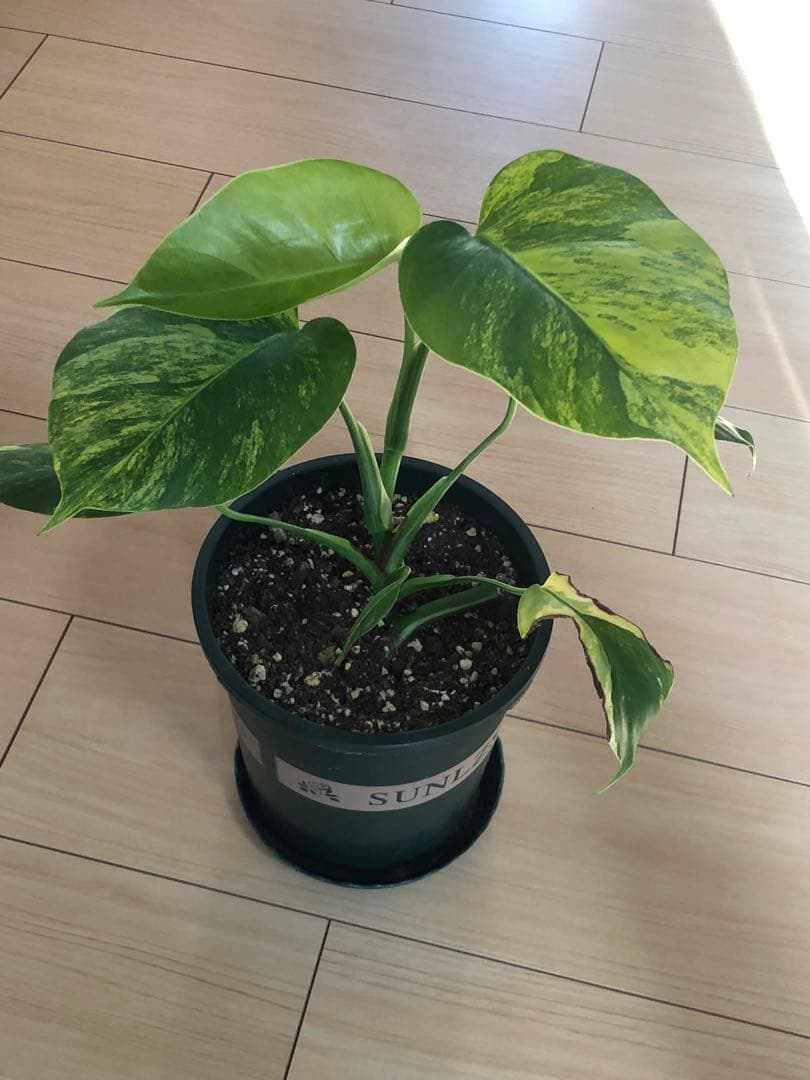 斑入りモンステラボルシギアナオーレア　黄斑