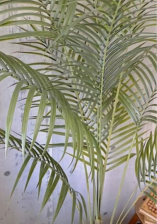 光触媒　人工観葉植物　ウォールグリーン　フェイクグリーン　アレカヤシ@gp