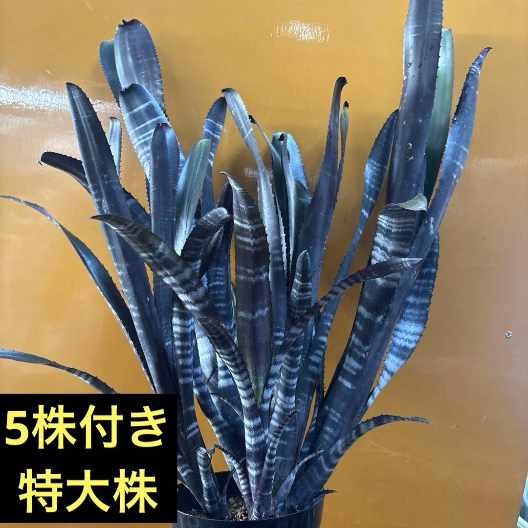 ビルベルギア　特大株