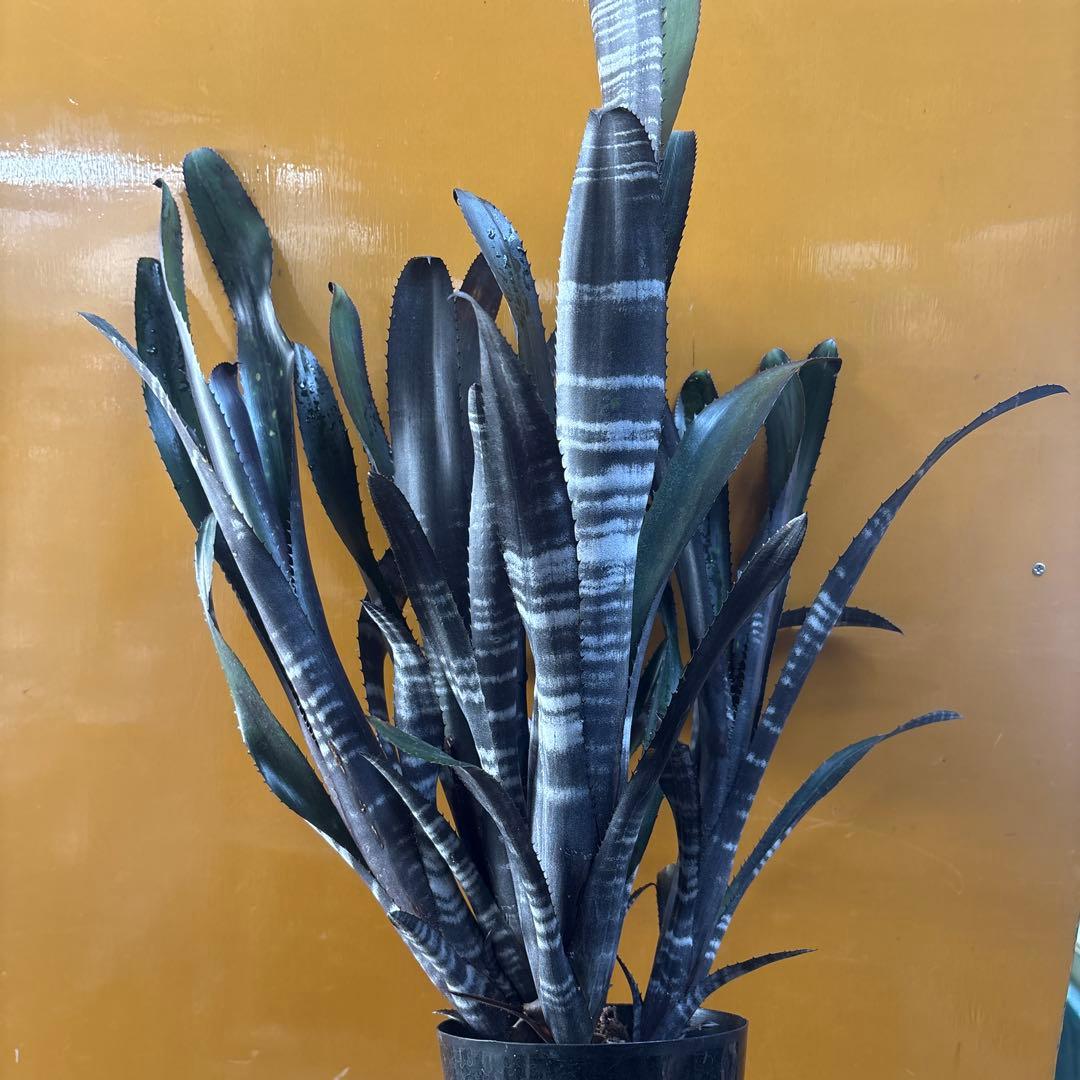 ビルベルギア　特大株