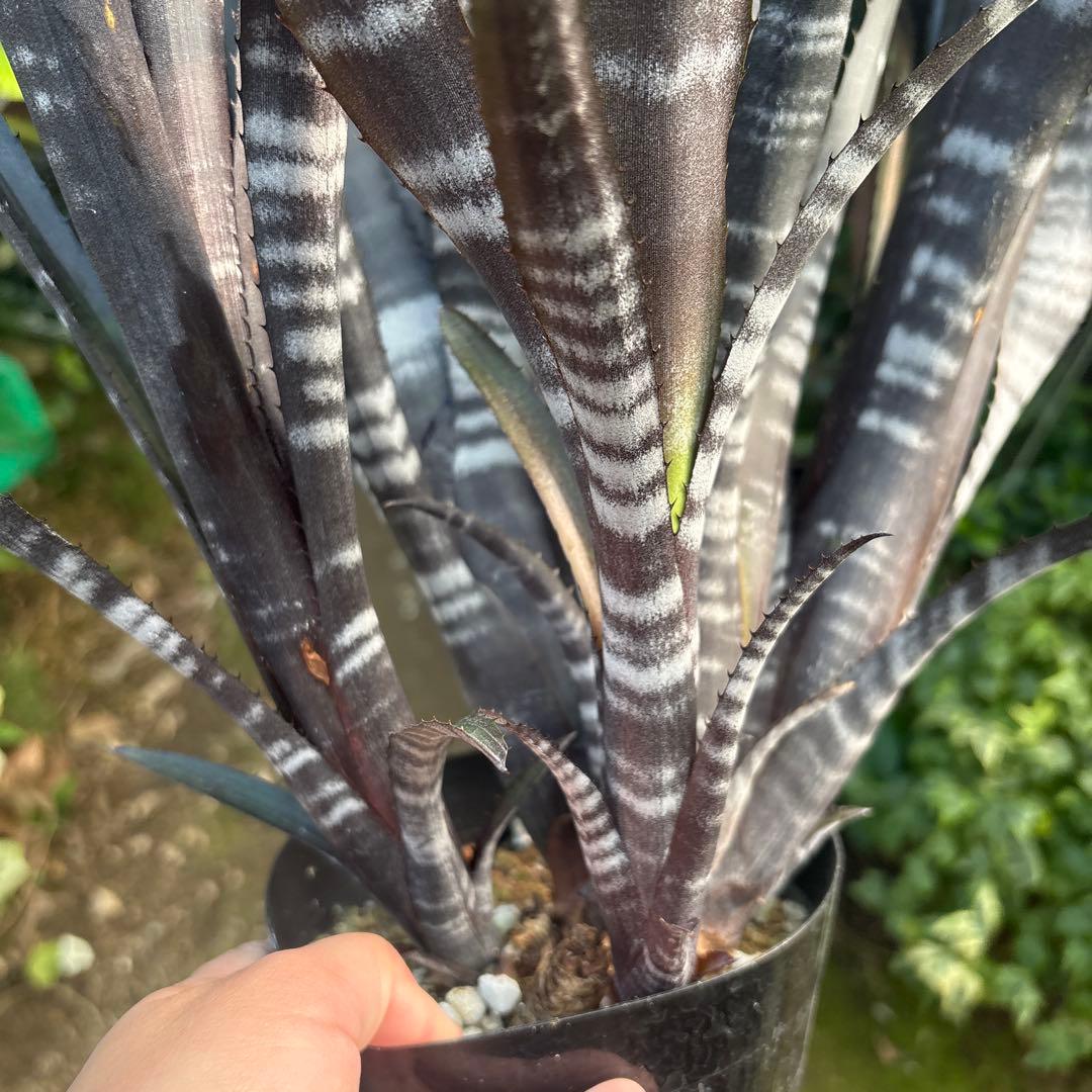 ビルベルギア　特大株