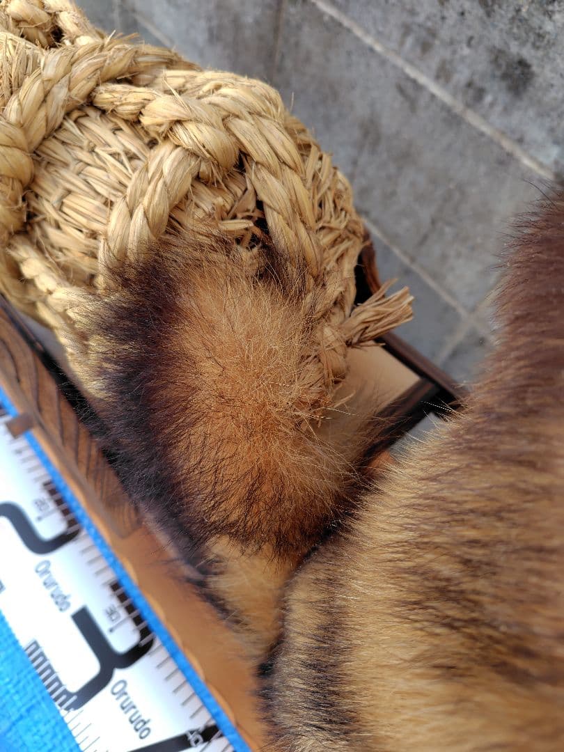 タヌキの剥製 置物 台車付き（俵）