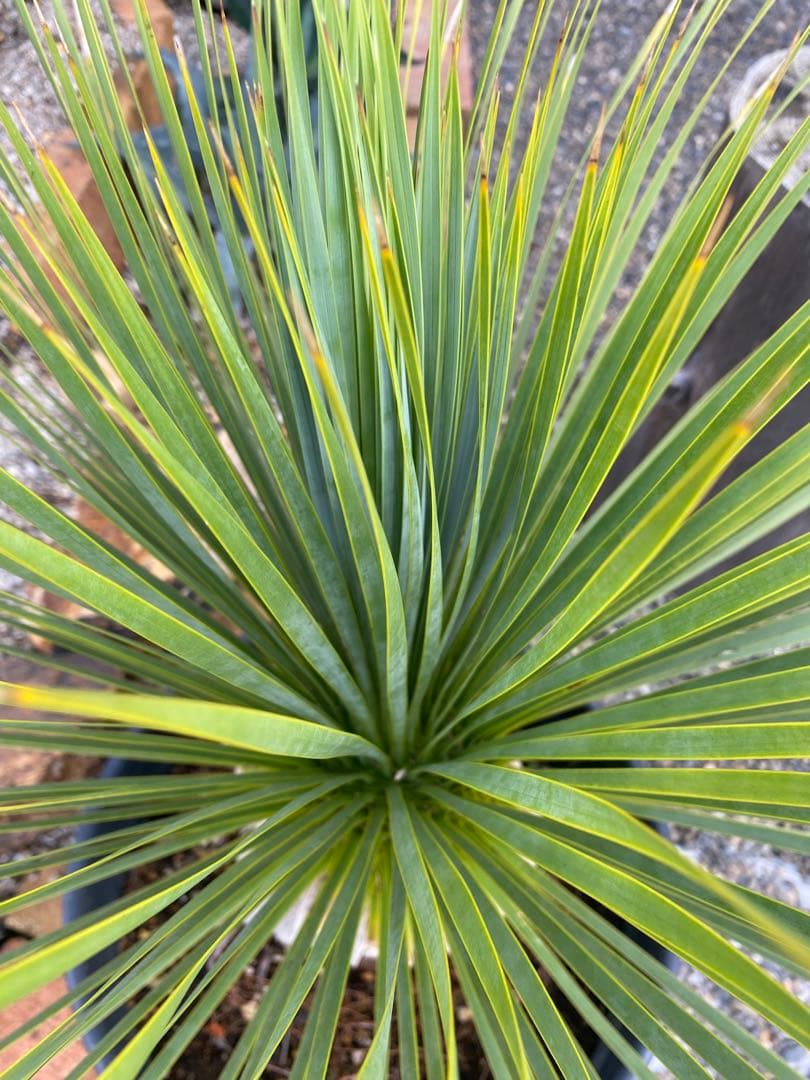 ユッカ　ロストラータ　鉢つき