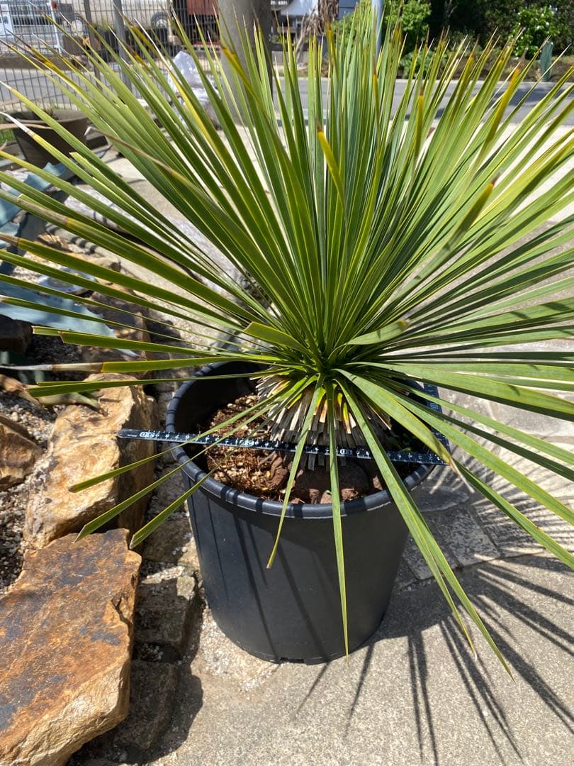 ユッカ　ロストラータ　鉢つき