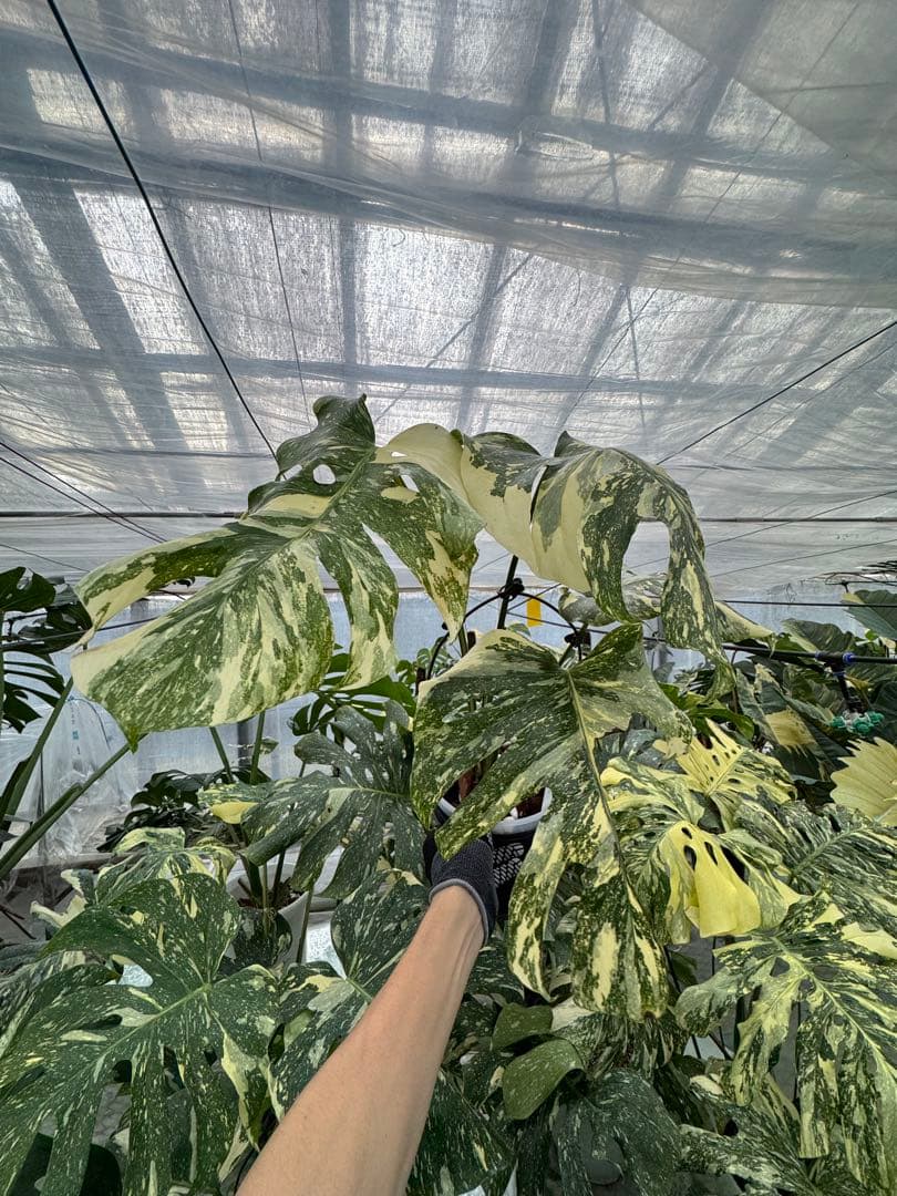 X1モンステラ　クリームブリュレ　成長点カット苗