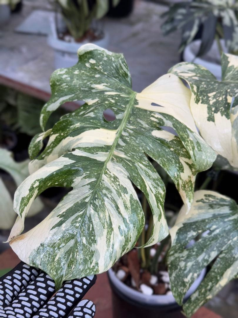 X1モンステラ　クリームブリュレ　成長点カット苗