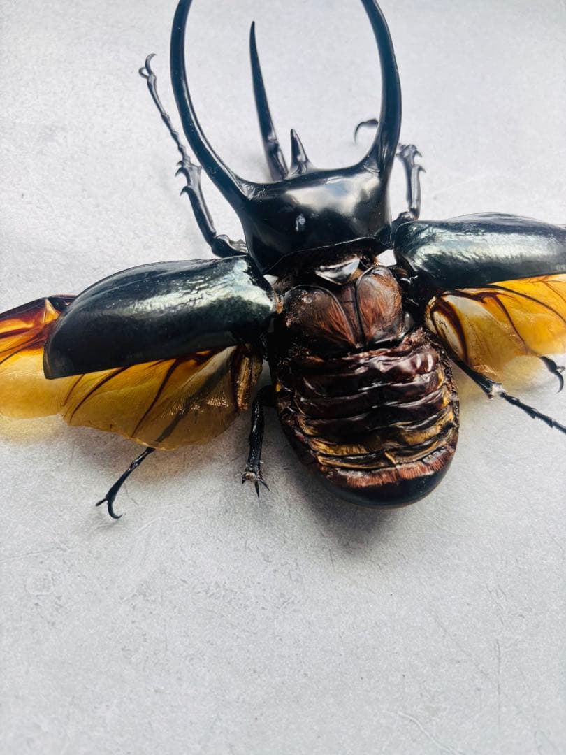 【激レア】　2024年 日本初入荷個体　コーカサスオオカブト　カンボジア産