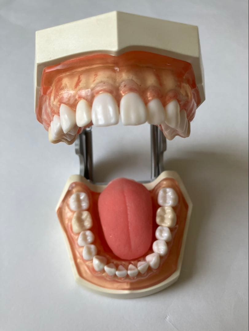 NISSIN 顎模型 舌 歯 歯科衛生士