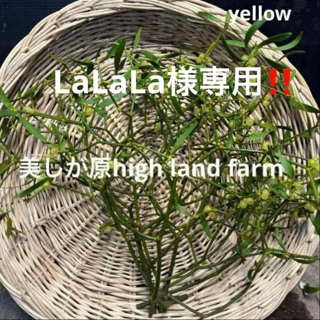 枝切りヤドリギ　約40㎝23本‼️お客様ご注文品１２月６日発送♪