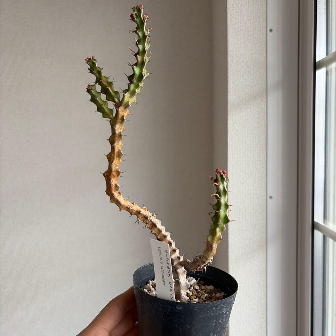 ［激レア］ユーフォルビア カッティマンドウ