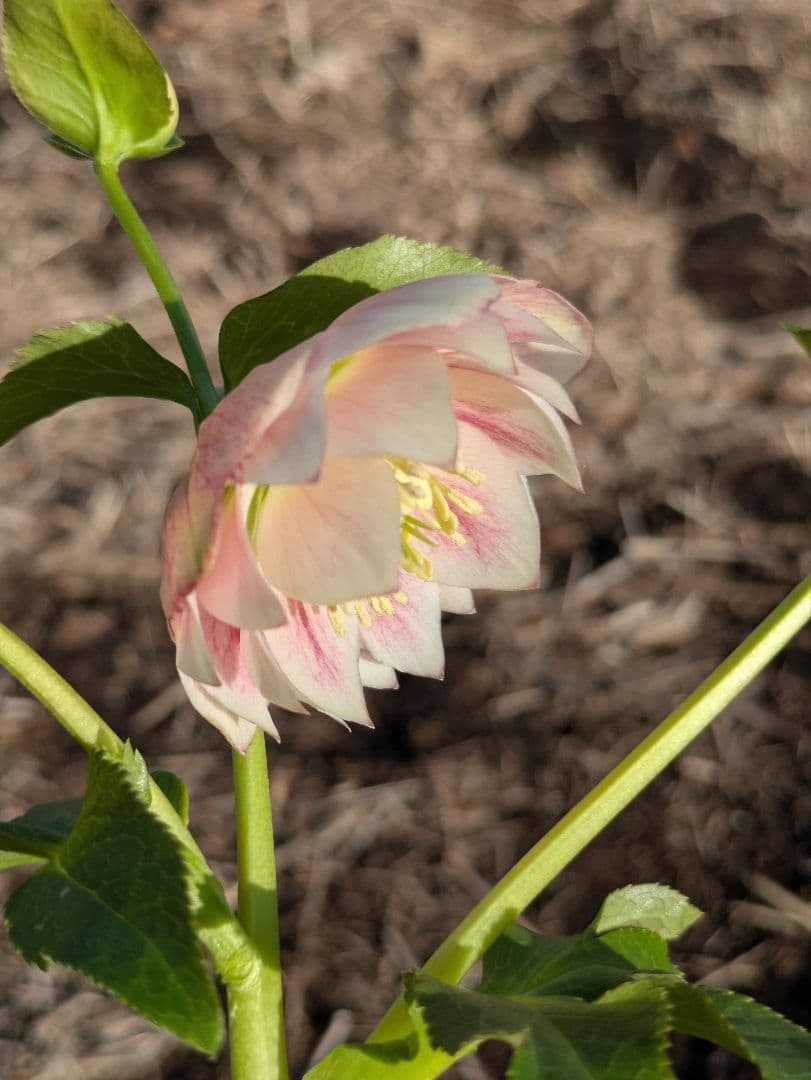 極美★ウィンターシンフォニー オーレア系ピーチグラデーション dd