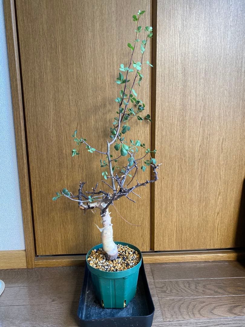 発根済み　コミフォラ　ピュア　カタフ