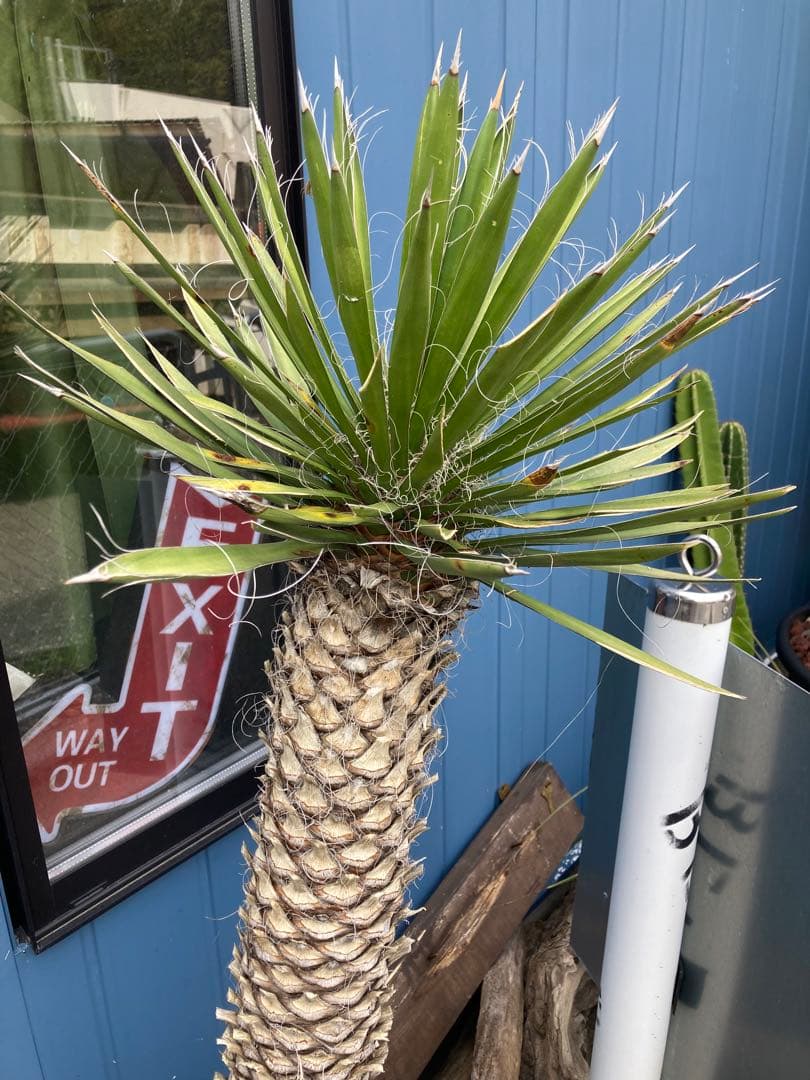 耐寒性ユッカフィリフェラ幹立ち大株◇南国ドライガーデン西海岸アガベ多肉サボテン