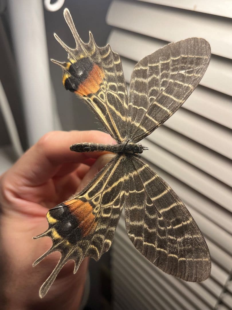【巨大C品】シボリアゲハ モルフォ蝶 蛾ピカソモスモルフォチョウ昆虫標本