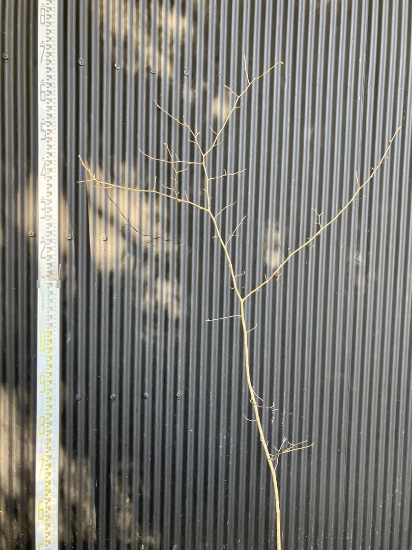 山採り　マンサク