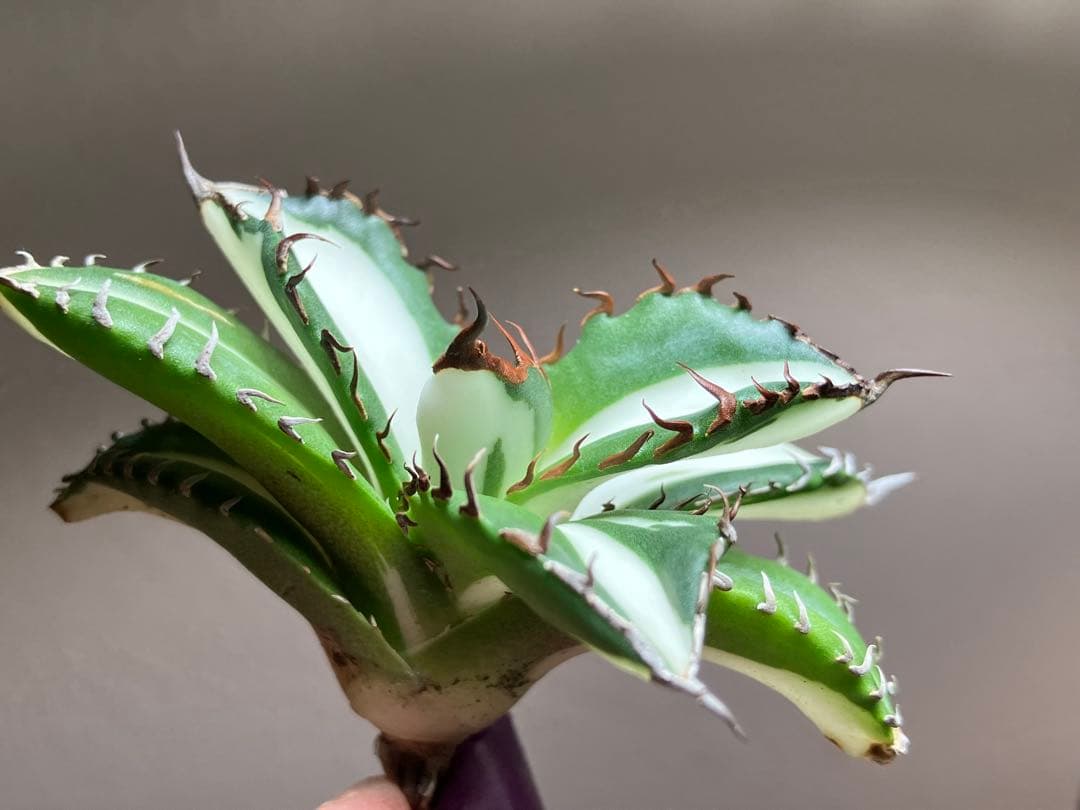 ま*猫様 超選抜【選抜オークション】⑧サイズ大　強棘　アガべ　太陽神錦　TC ♯