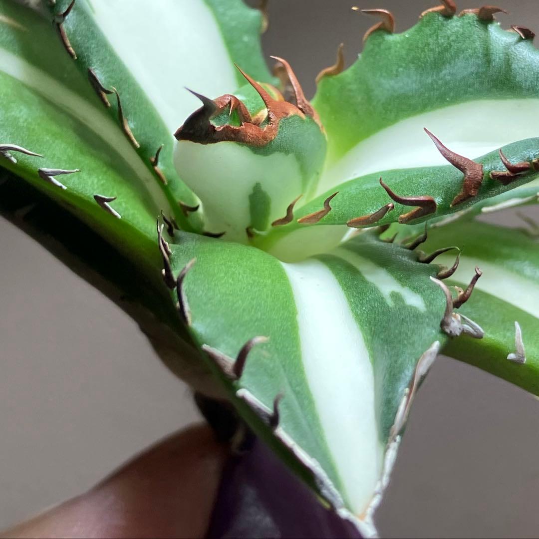 ま*猫様 超選抜【選抜オークション】⑧サイズ大　強棘　アガべ　太陽神錦　TC ♯