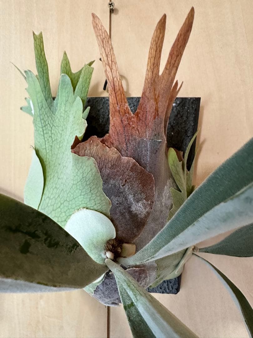 P.veitchii cv. Pumilum OC 親株出品