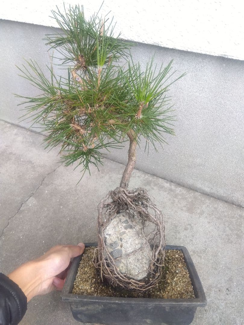 黒松　盆栽　７号鉢つき　石抱き根上がり仕立て❗　え