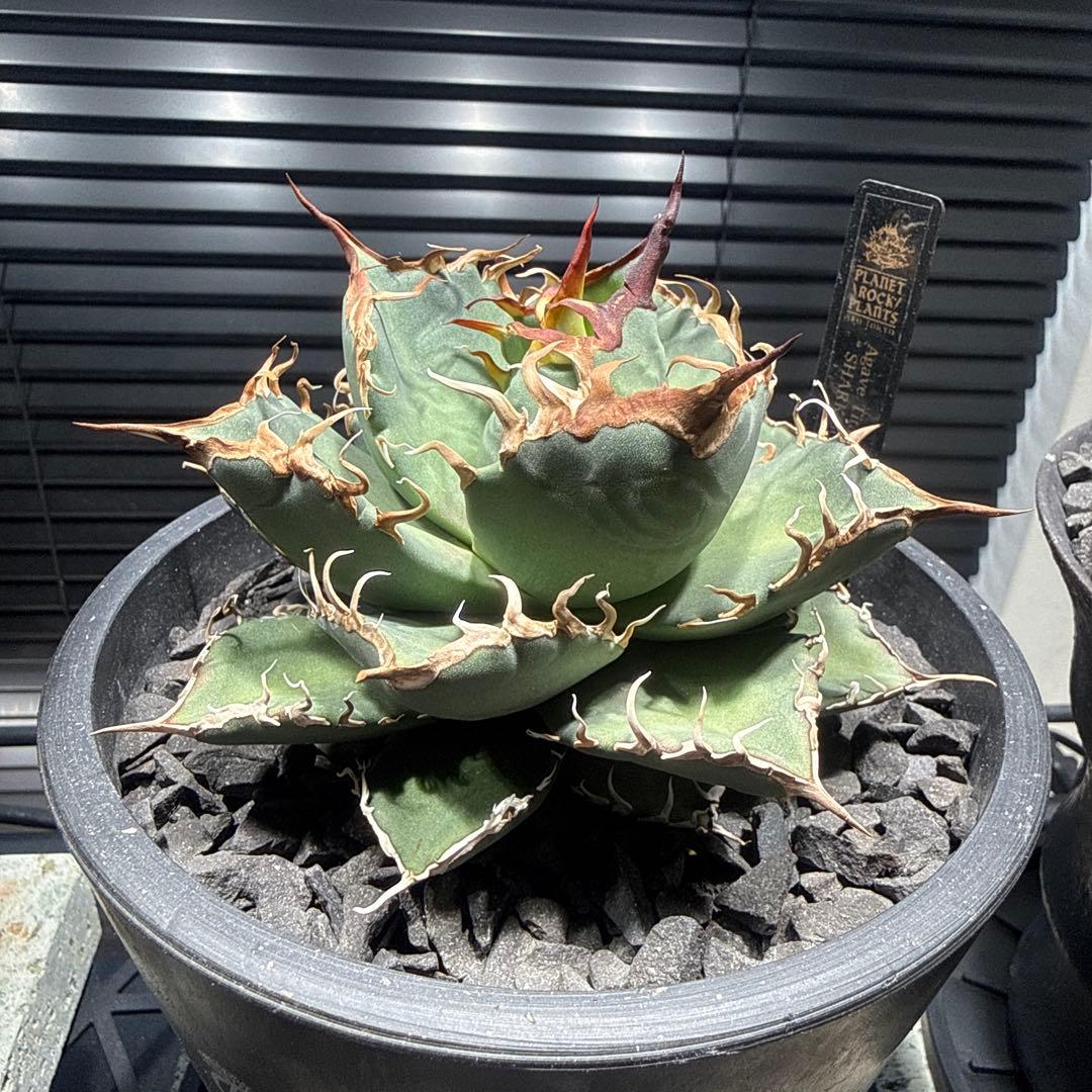 アガベ　シャークソウイ　shark soui 親株