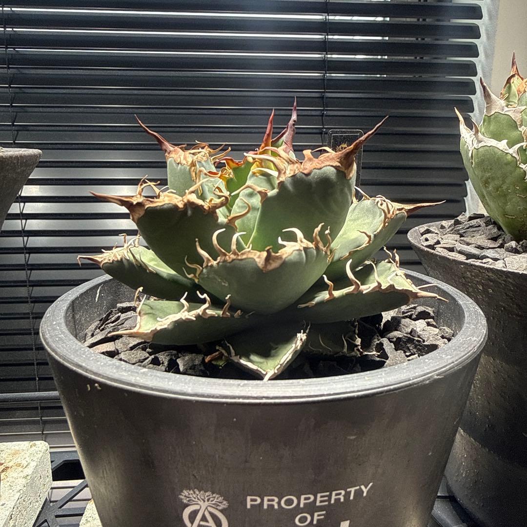 アガベ　シャークソウイ　shark soui 親株