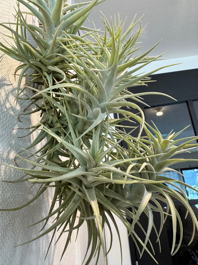 ベルゲリー　チランジア　コルク仕立て