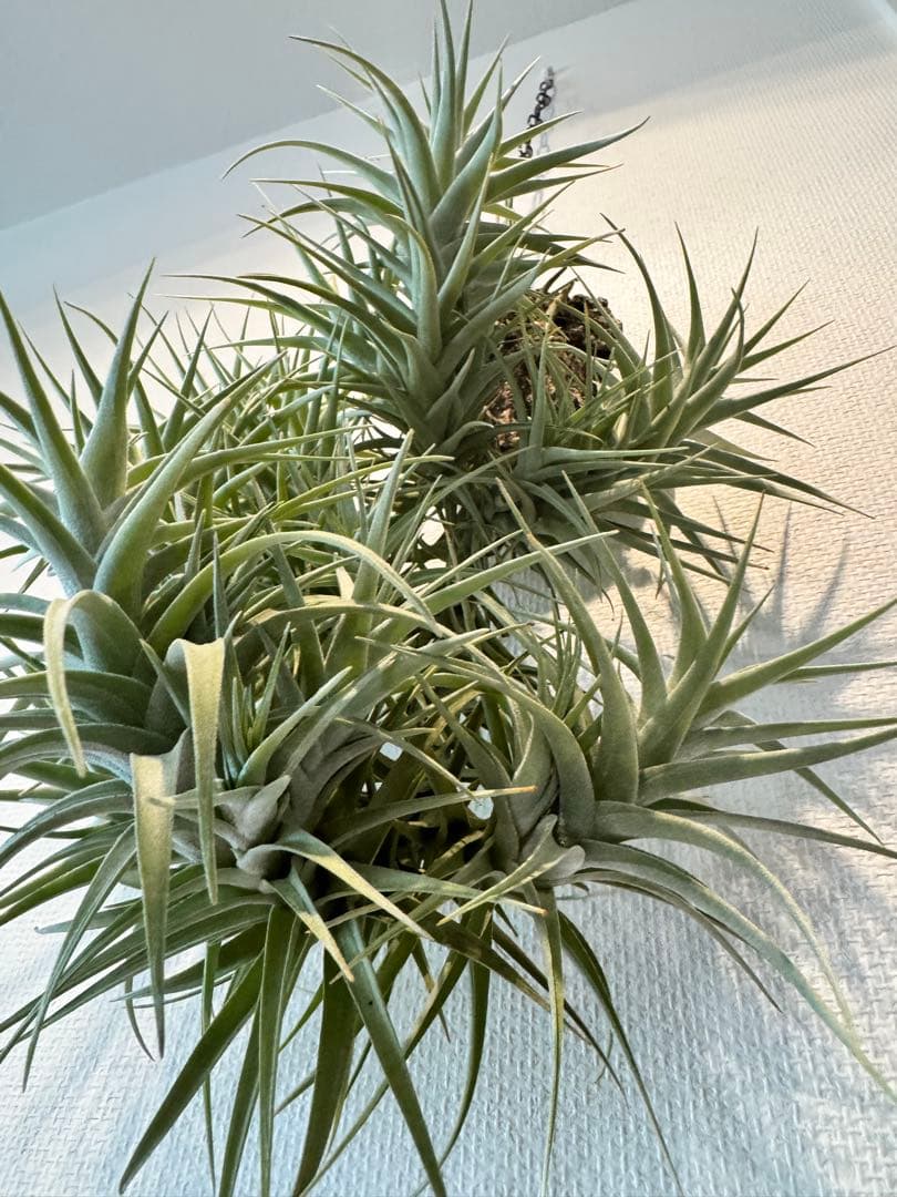 ベルゲリー　チランジア　コルク仕立て