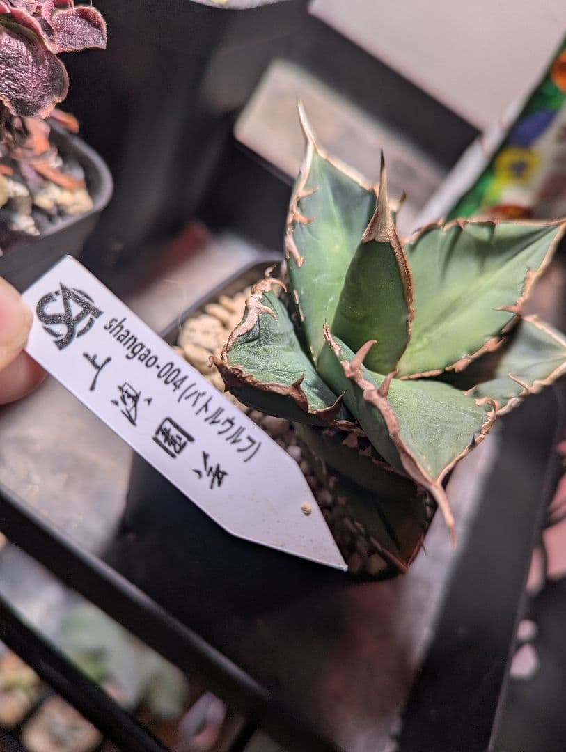 チタノタ2株「低重心 緑犀牛」「惡魔 Medusa」タグ鉢付き