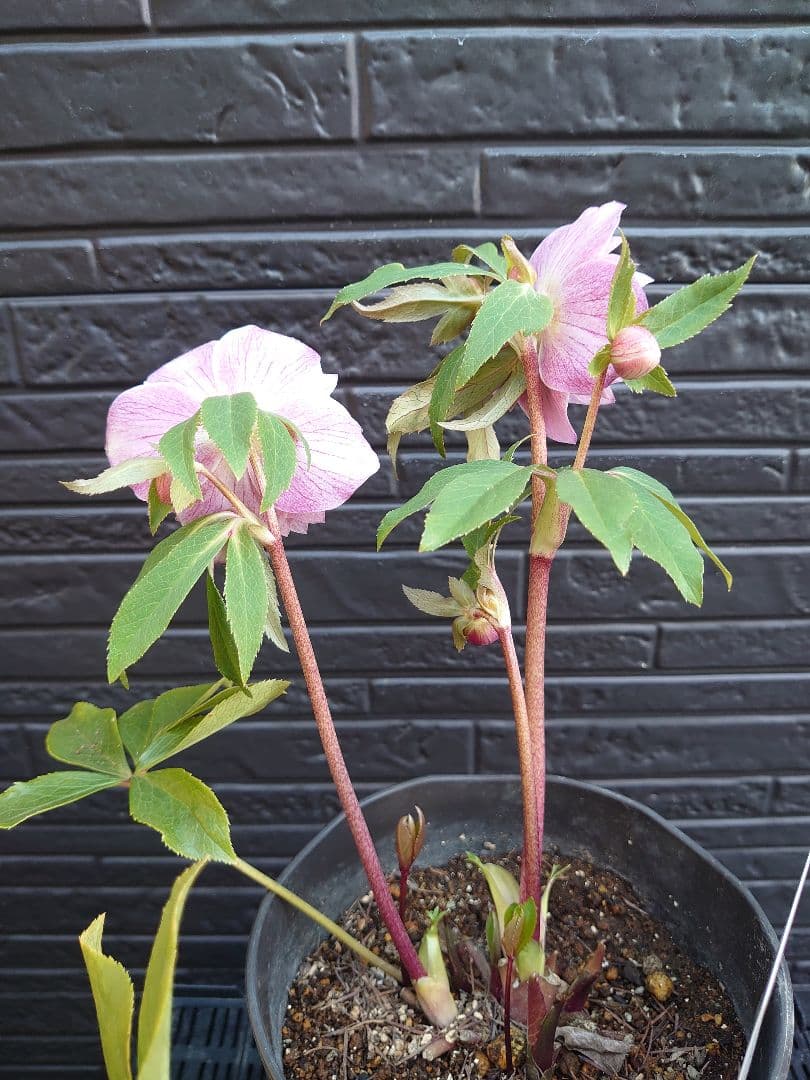 広瀬園芸　クリスマスローズ　Ａ