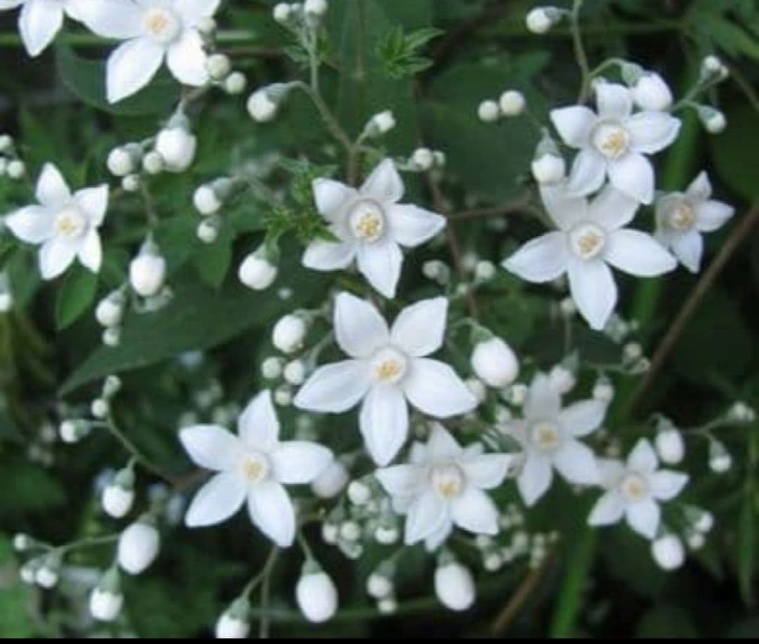 希少 シセンウツギ 挿し穂3本