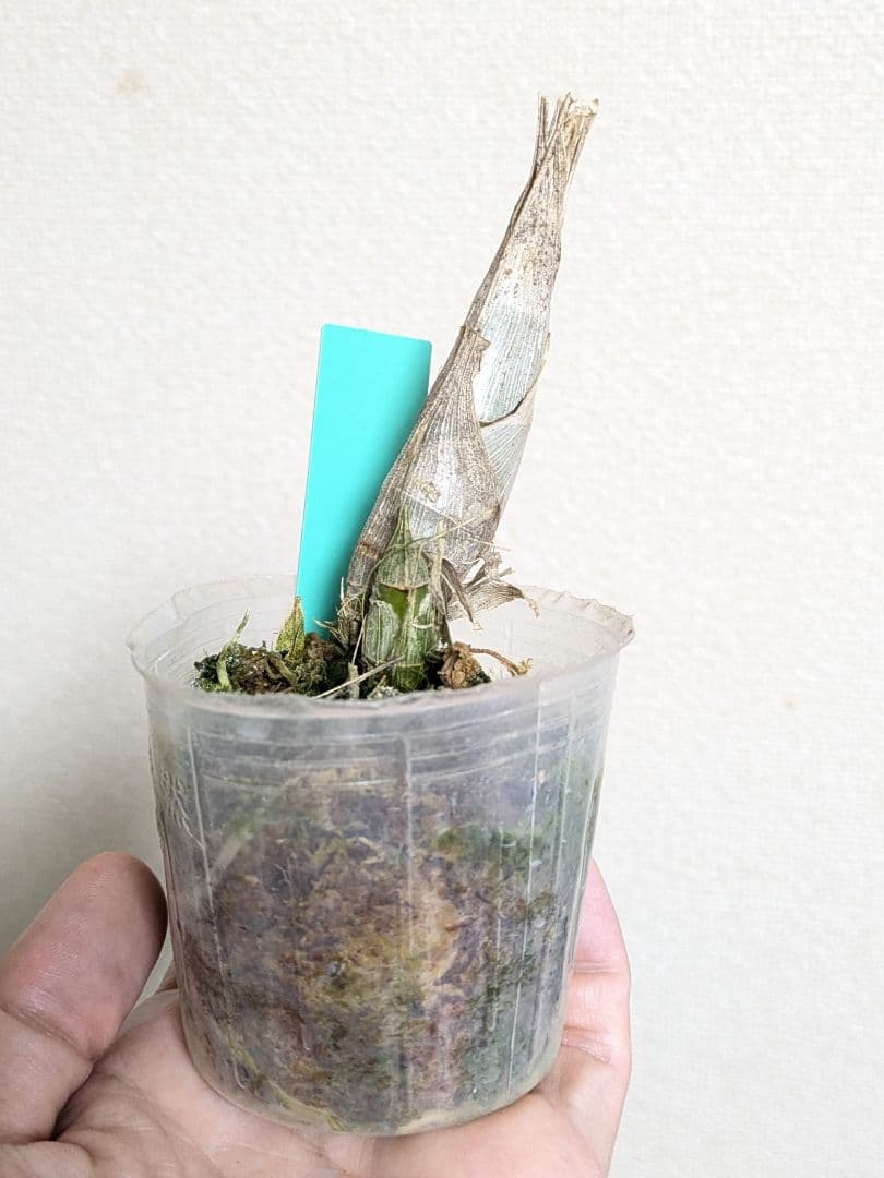 青３つ　Clowesetum Penang Waltz　洋ラン　洋蘭　タケノコ蘭