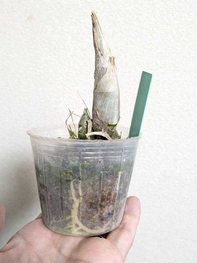 青３つ　Clowesetum Penang Waltz　洋ラン　洋蘭　タケノコ蘭