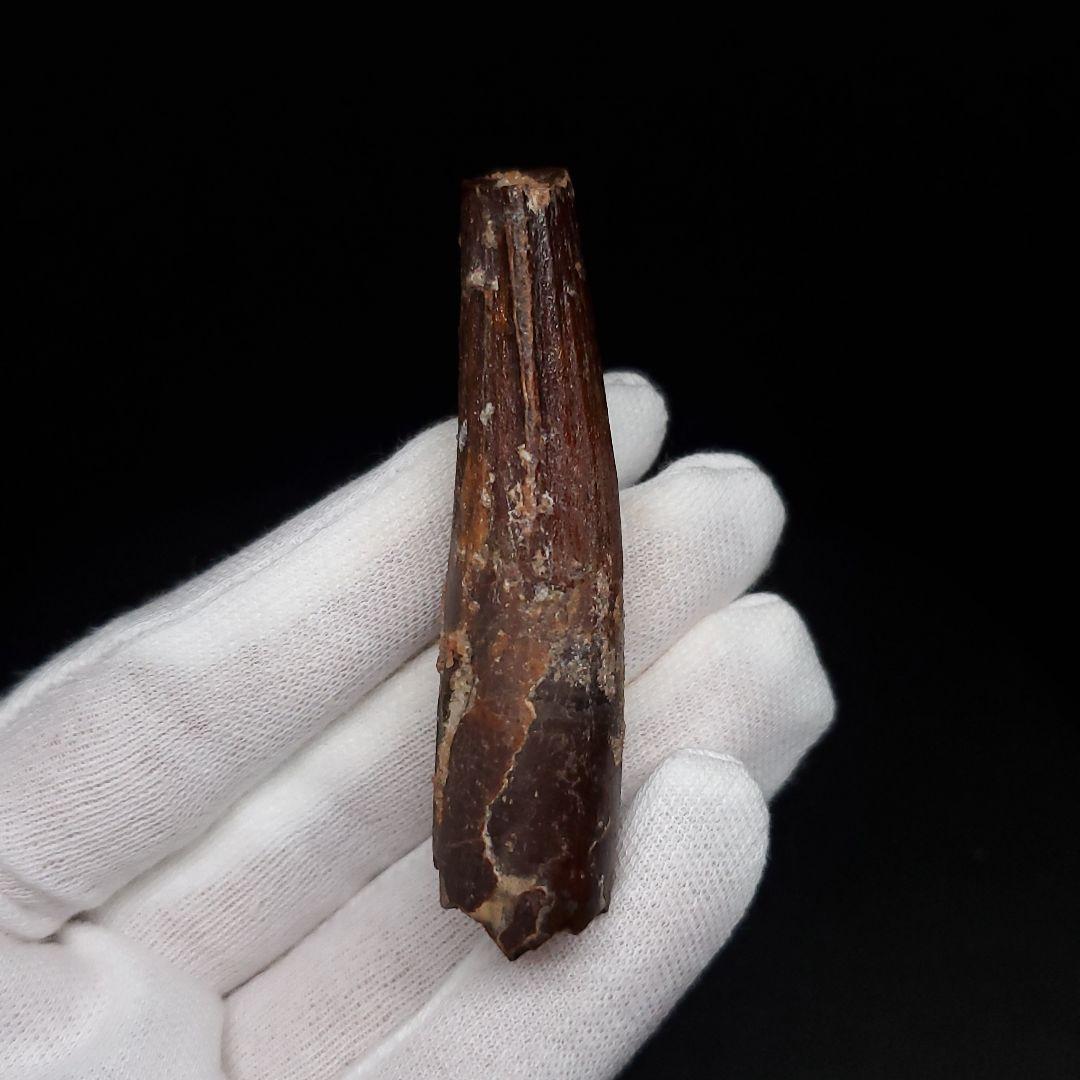 スピノサウルス 本物 モロッコ産 59.40mm sp475